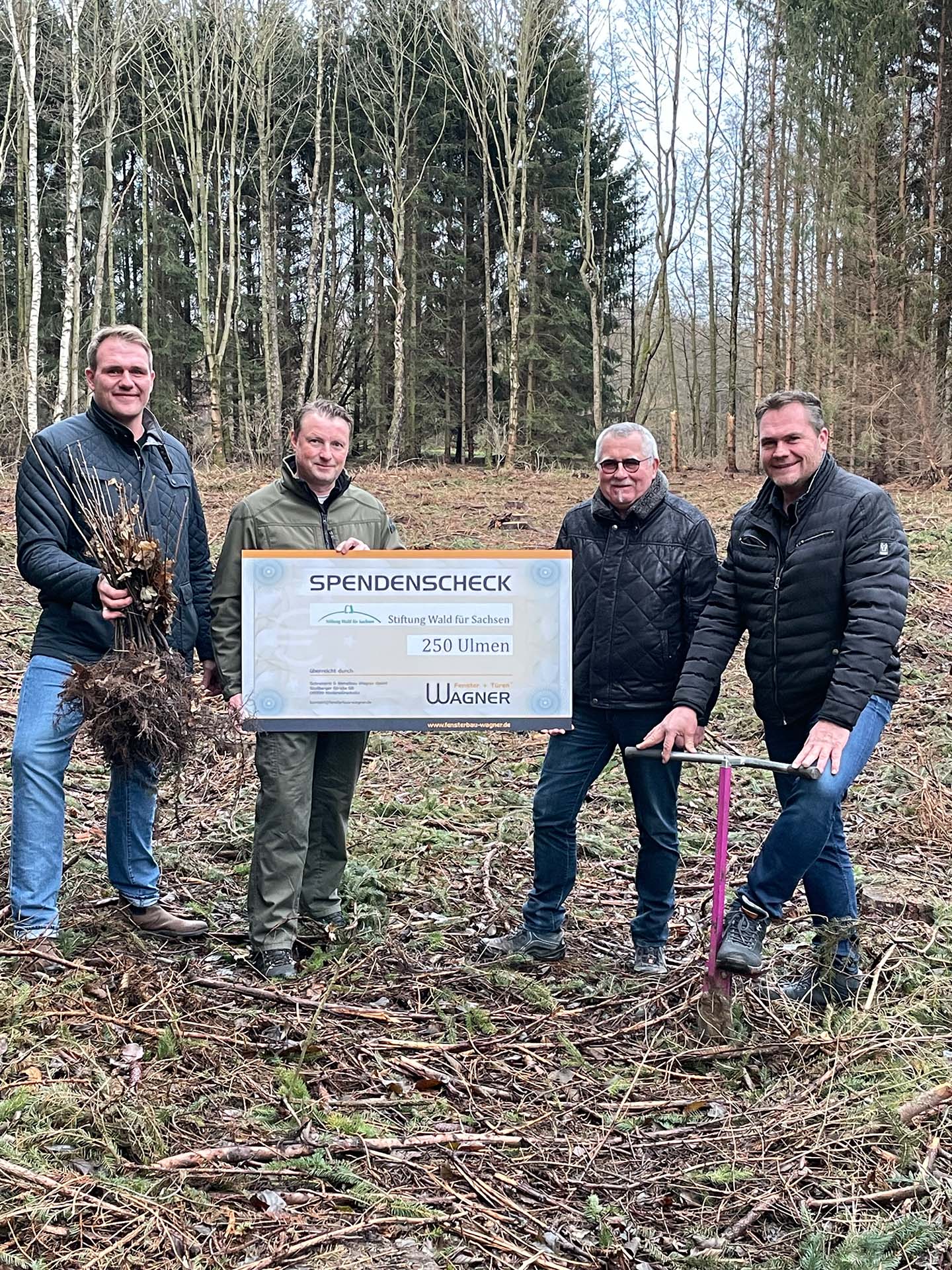 250 Ulmen - in Zusammenarbeit mit der Stiftung Wald für Sachsen -